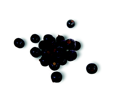 CASSIS SURG IQF